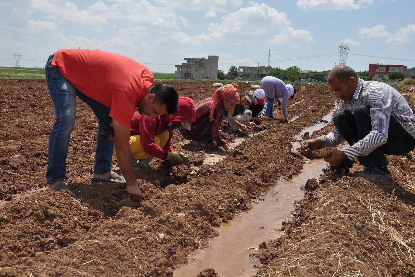 Üreticiler 40 derece sıcağın altında reyhan ekimi yapıyor